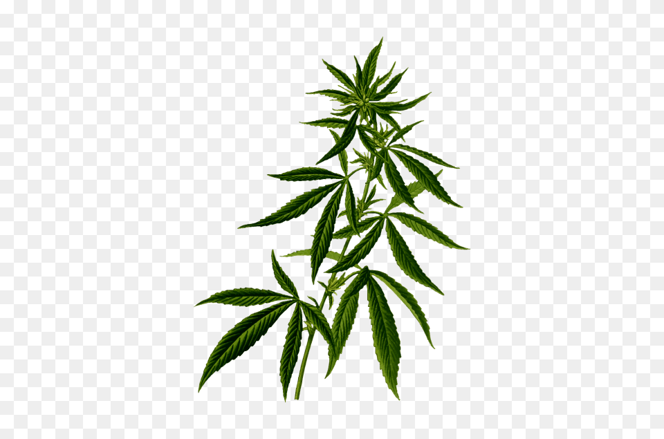 Cannabis, Hemp, Leaf, Plant, Herbal Free Png