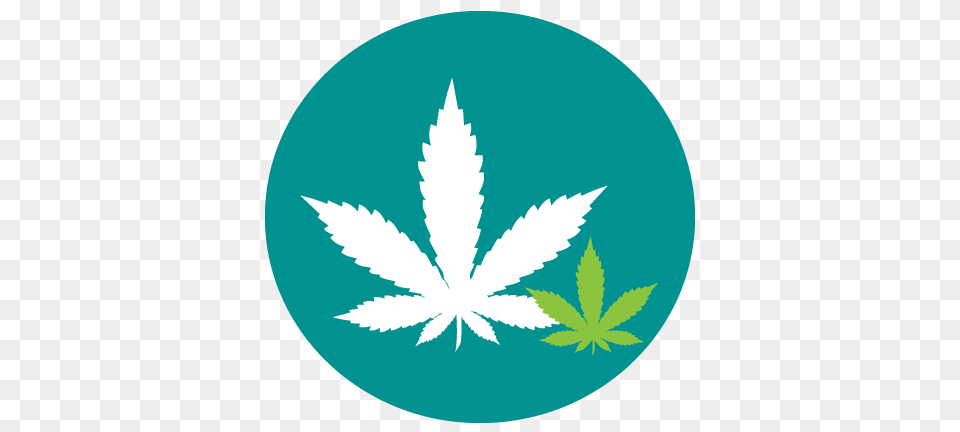 Cannabis, Leaf, Plant, Weed, Herbal Png