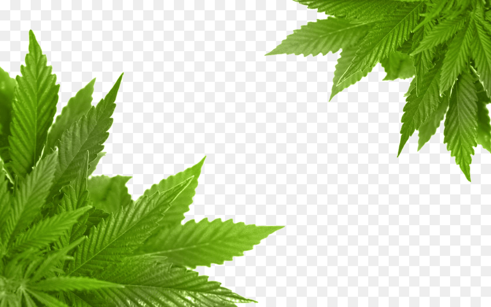 Cannabis, Herbal, Herbs, Leaf, Plant Free Png