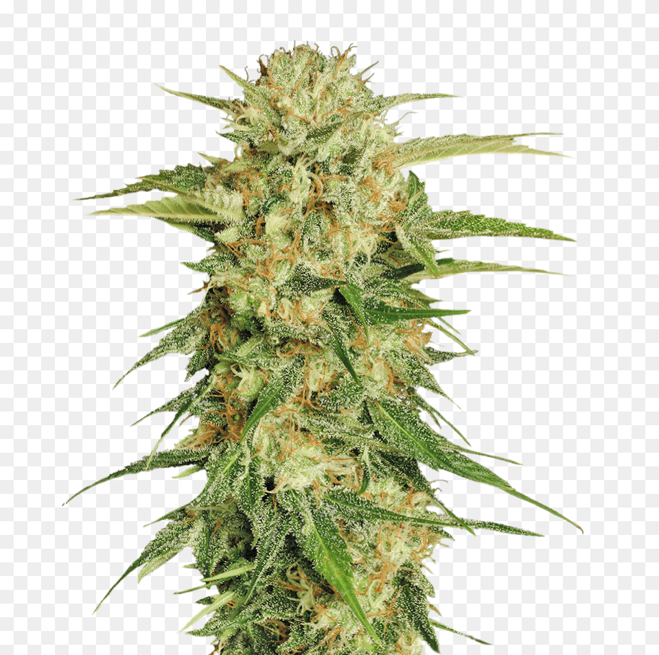Cannabis, Plant, Weed, Hemp, Grass Free Png