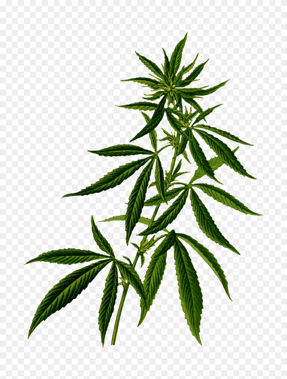 Cannabis, Leaf, Plant, Hemp Free Transparent Png