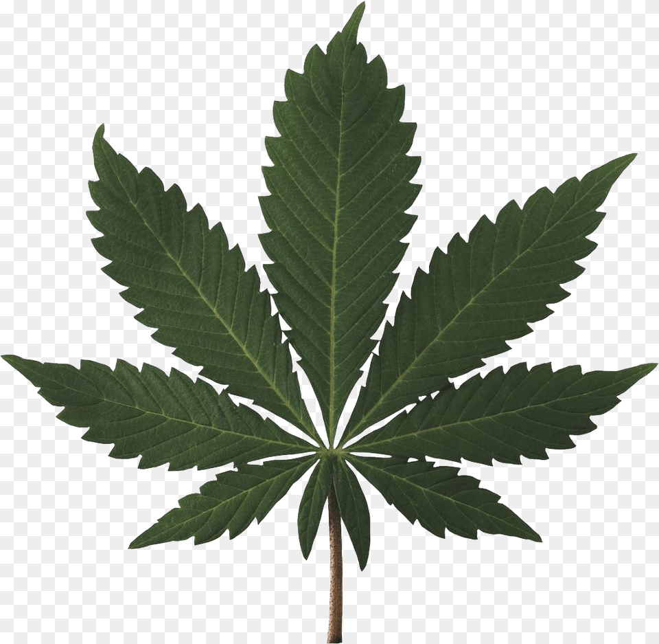 Cannabis, Leaf, Plant, Hemp, Weed Png Image