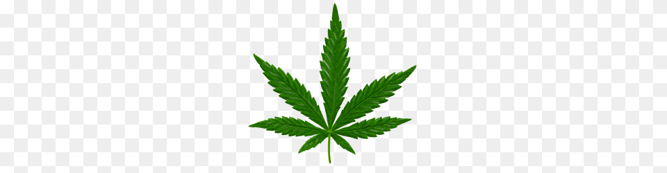 Cannabis, Leaf, Plant, Weed, Hemp Free Png Download