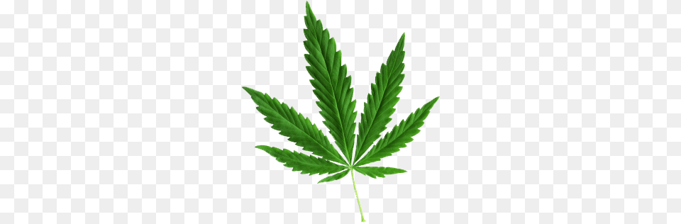 Cannabis, Leaf, Plant, Weed, Hemp Free Png Download