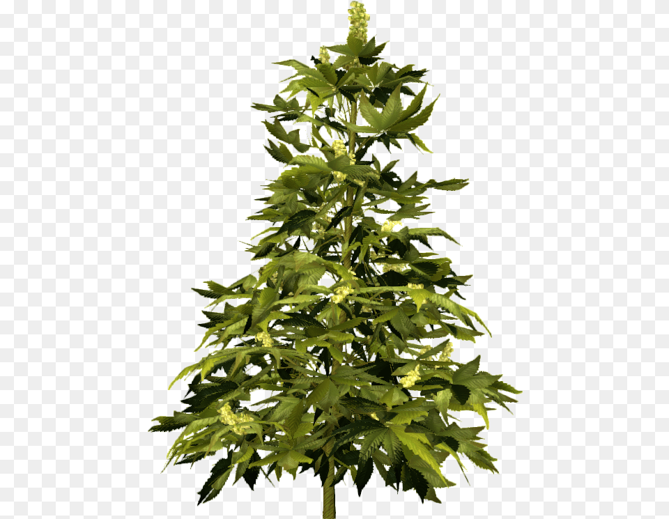 Cannabis, Leaf, Plant, Tree, Green Free Transparent Png