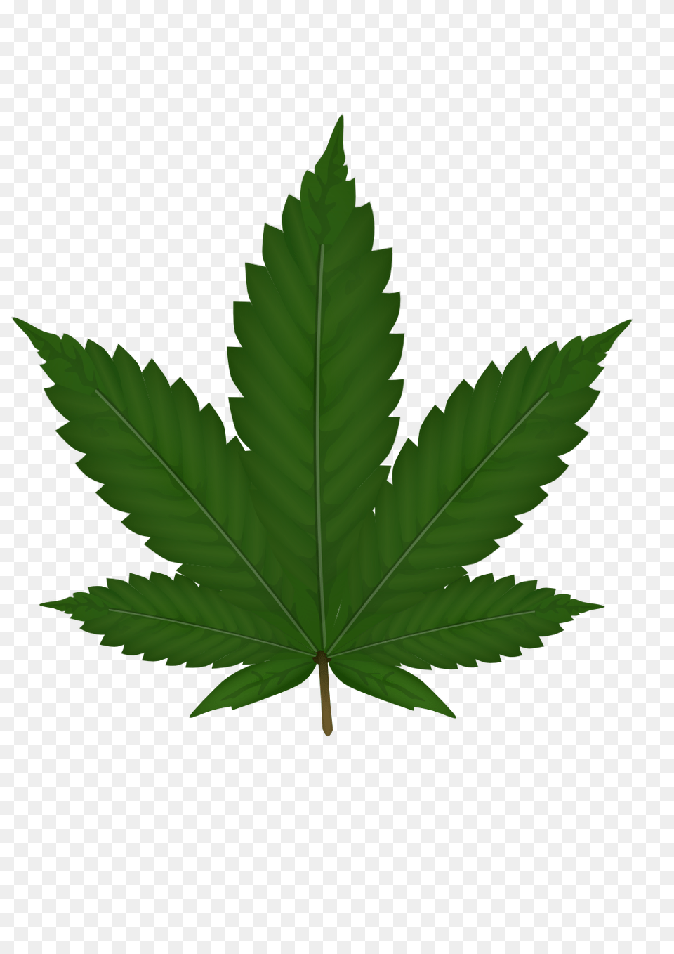 Cannabis, Leaf, Plant, Tree Free Png