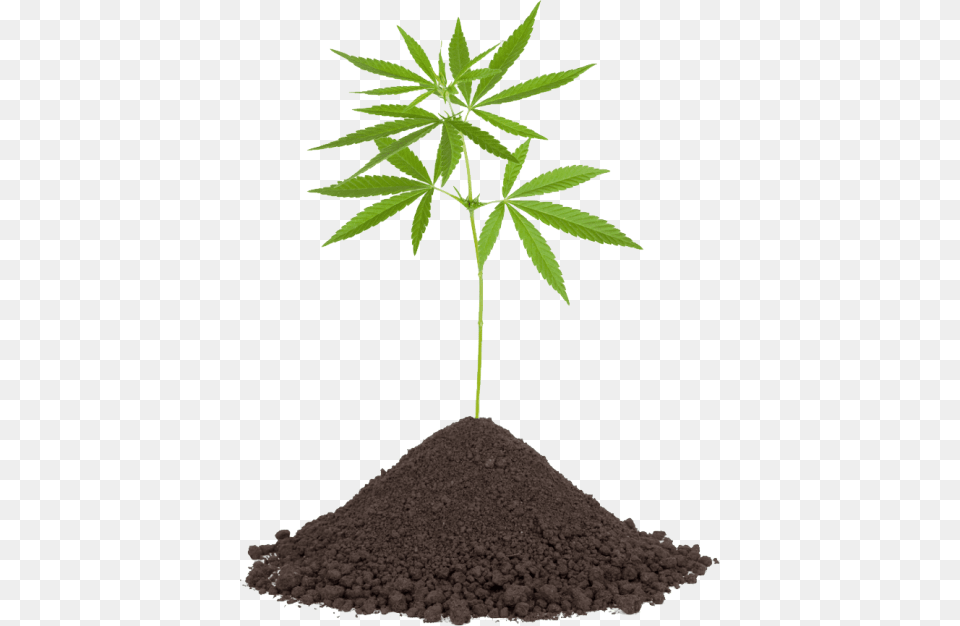 Cannabis, Soil, Plant, Leaf Png Image