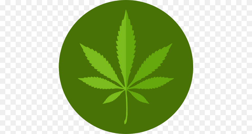 Cannabis, Leaf, Plant, Weed, Green Free Transparent Png