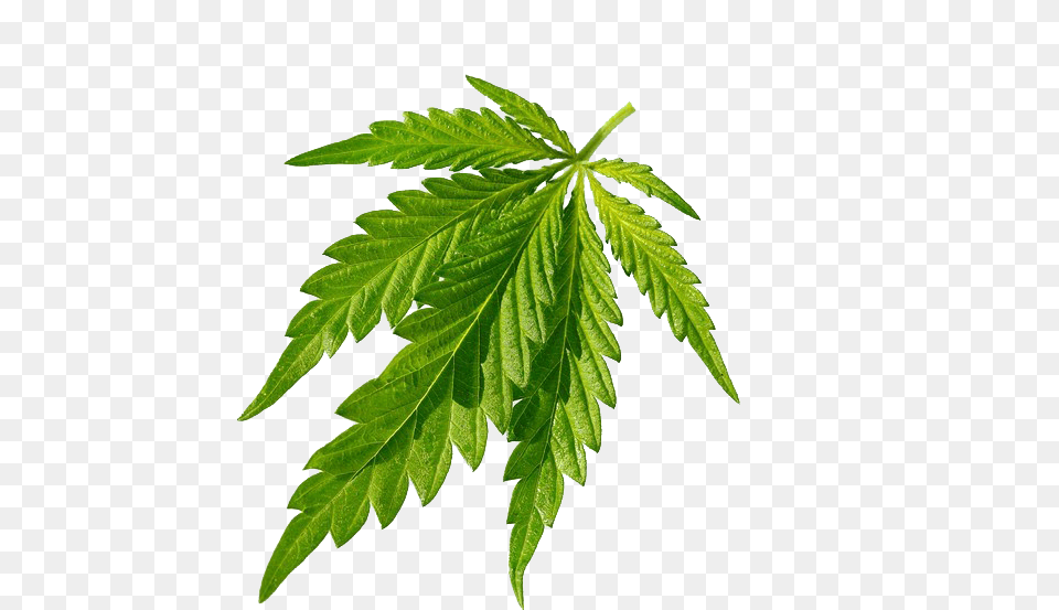 Cannabis, Leaf, Plant, Hemp Free Png