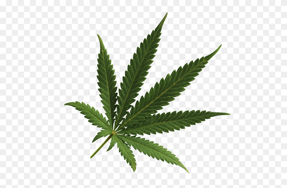 Cannabis, Leaf, Plant, Hemp, Herbal Free Png