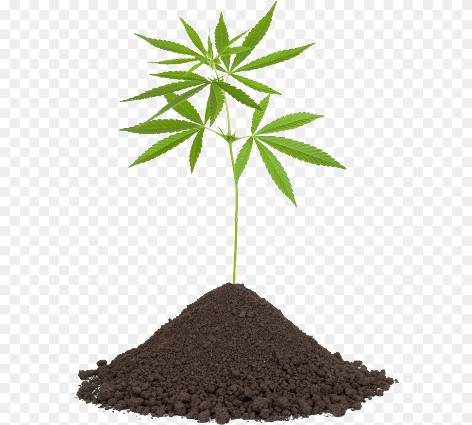 Cannabis, Soil, Leaf, Plant, Hemp Free Transparent Png
