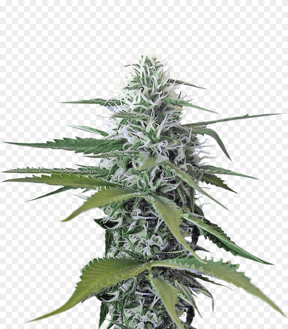 Cannabis, Hemp, Plant Png Image