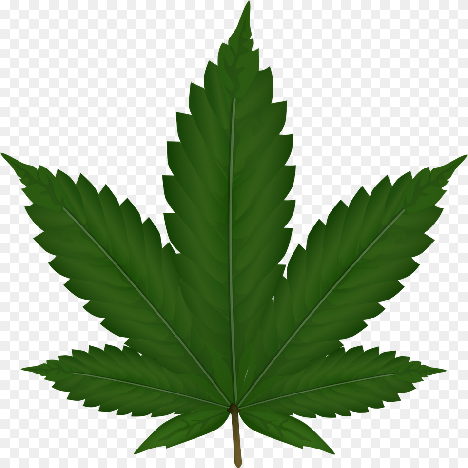 Cannabis, Leaf, Plant, Tree, Maple Free Png