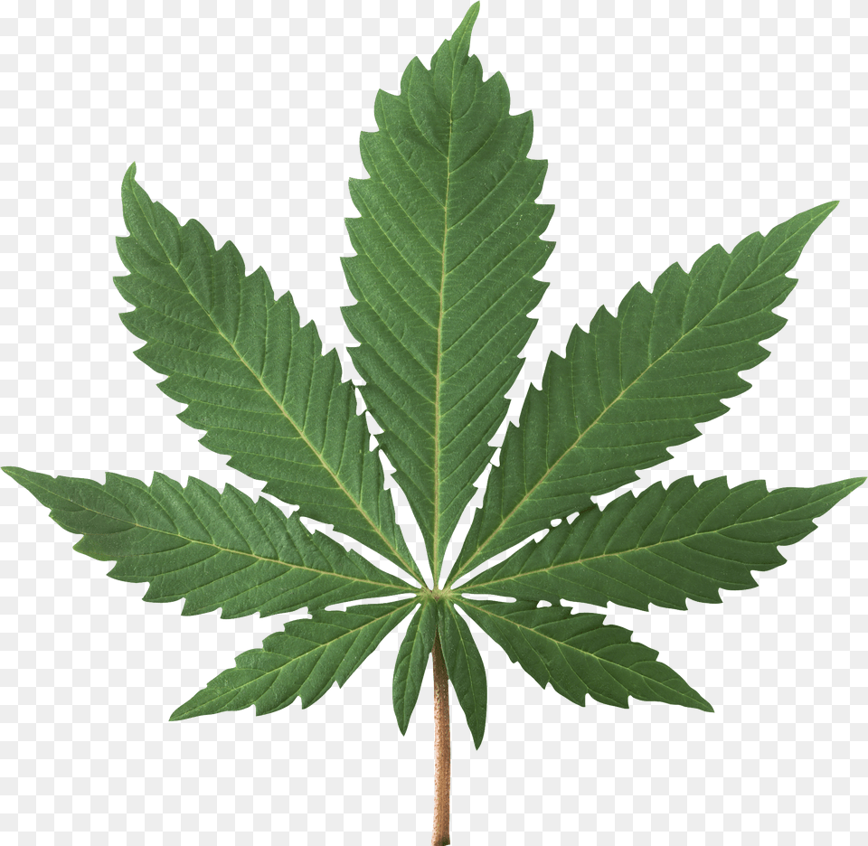 Cannabis, Leaf, Plant, Hemp Free Png Download