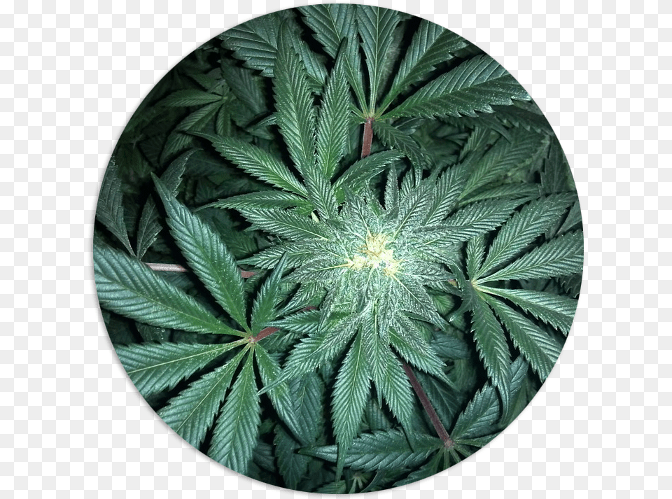 Cannabis, Leaf, Photography, Plant, Weed Png