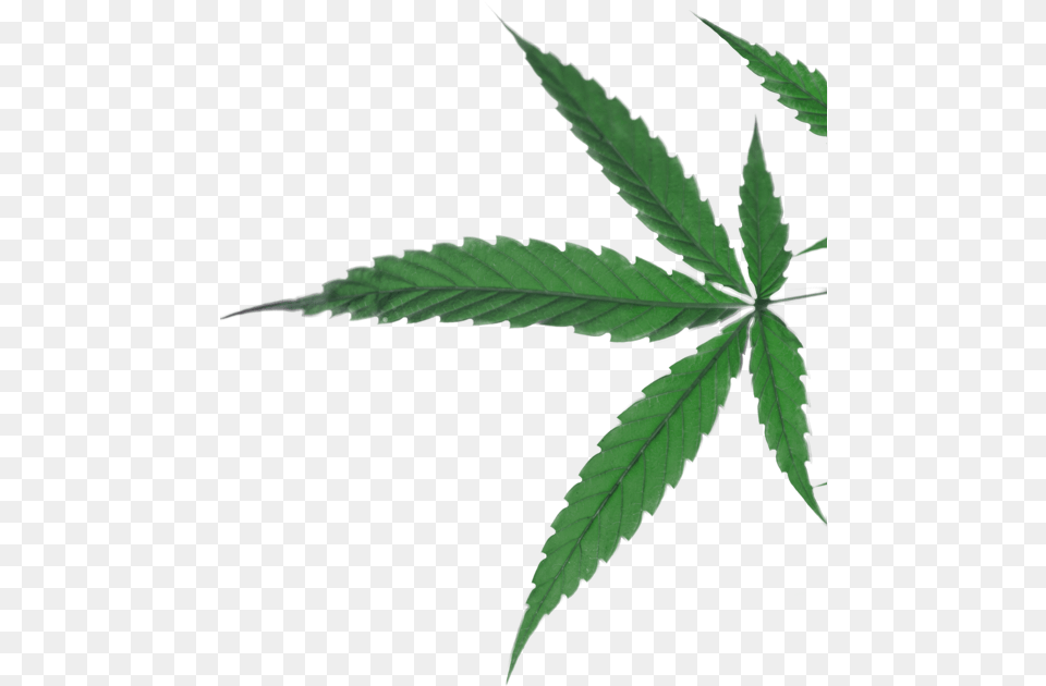 Cannabis, Leaf, Plant, Weed, Hemp Free Transparent Png