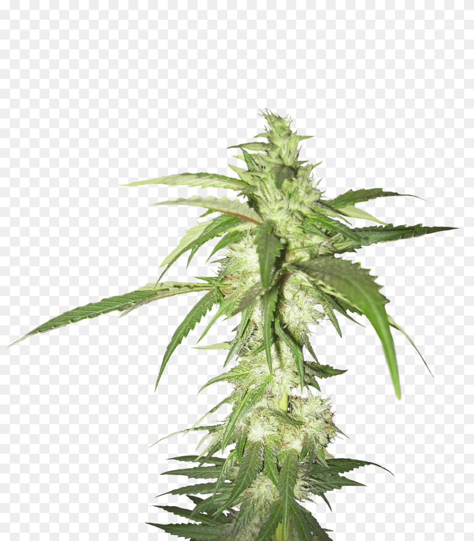 Cannabis, Hemp, Plant, Grass, Leaf Free Png Download