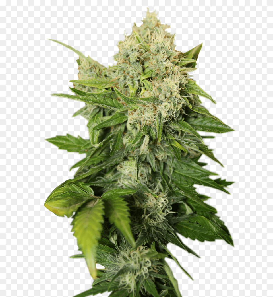 Cannabis, Plant, Hemp, Leaf Free Transparent Png