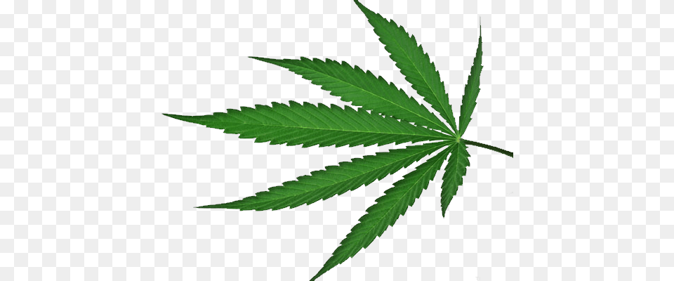 Cannabis, Leaf, Plant, Weed, Hemp Free Png Download