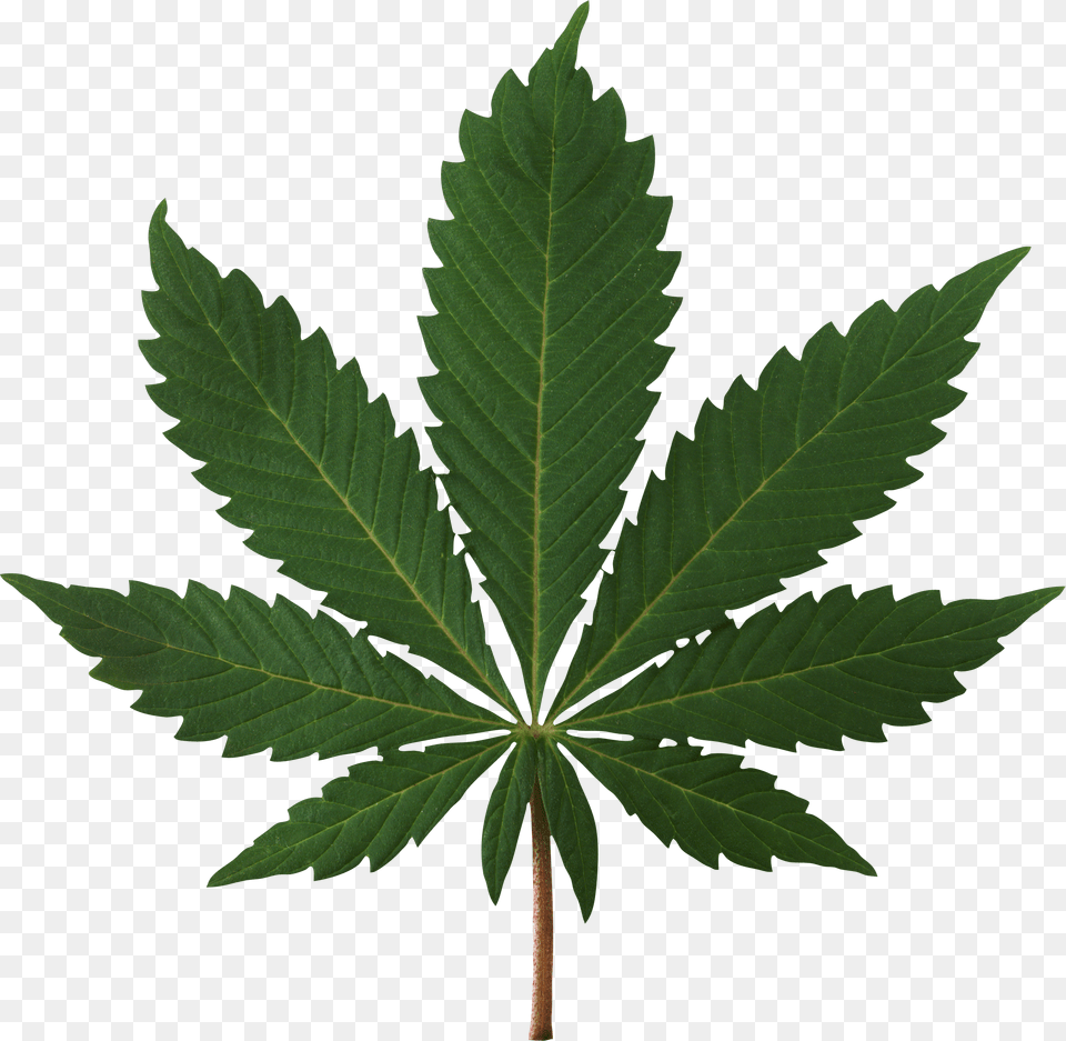 Cannabis, Leaf, Plant, Hemp Free Png