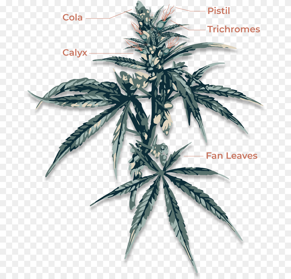 Cannabis Anatomy, Hemp, Plant Png