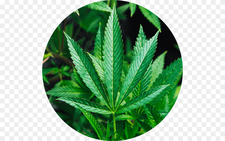 Cannabis Aphids Leaf Damage, Plant, Hemp, Weed, Herbal Free Png Download