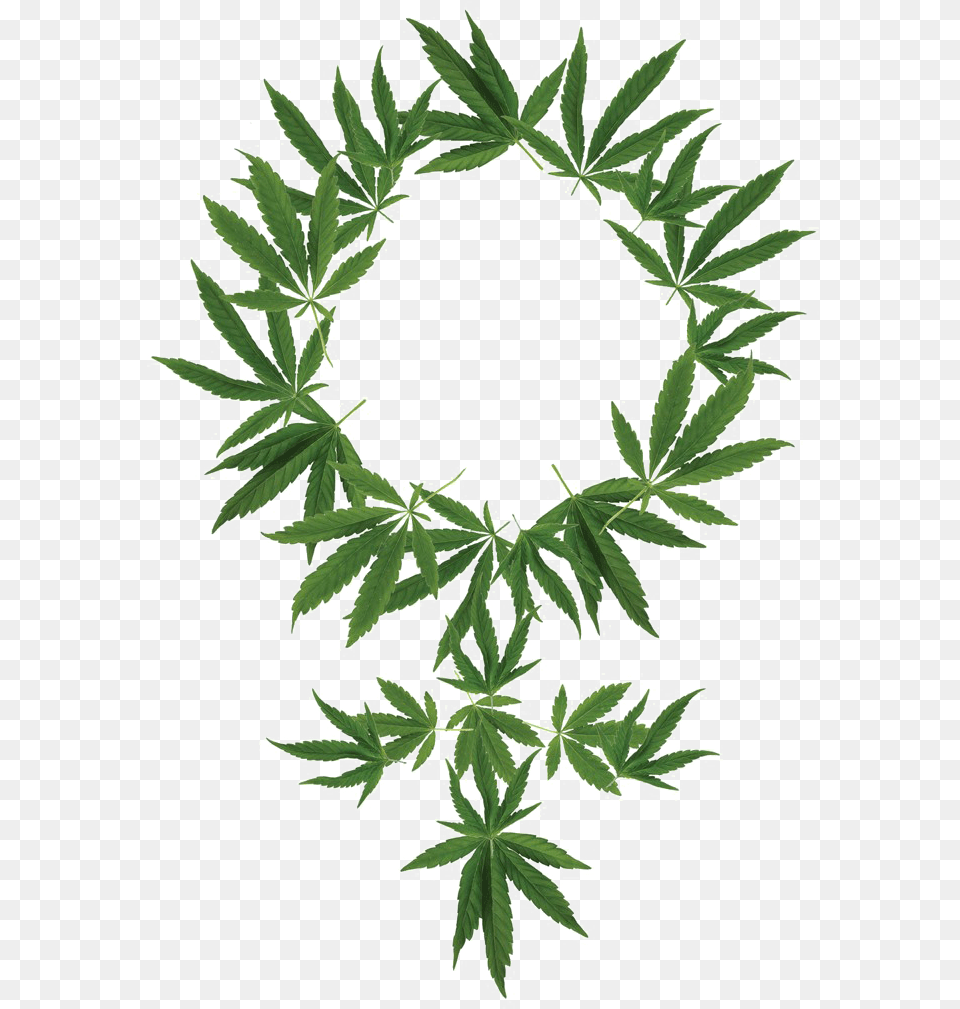Cannabis Background Weed Plant, Leaf, Green Free Png