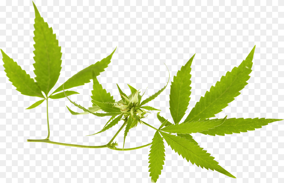 Cannabis Banner, Leaf, Plant, Weed, Hemp Free Png Download