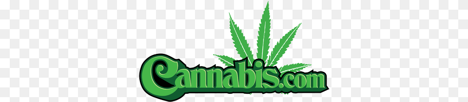 Cannabis Cannabis, Green, Plant, Weed, Herbal Png Image