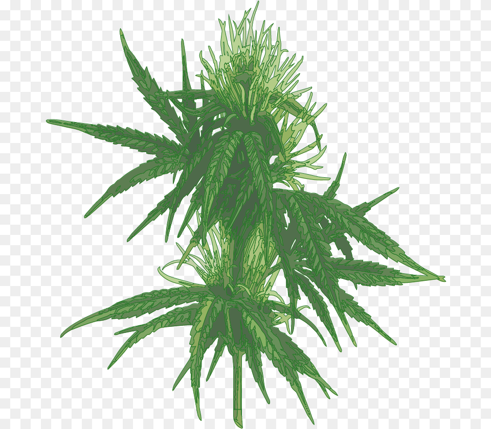 Cannabis Cannabis A Botanical Guide, Plant, Hemp, Leaf, Weed Free Png