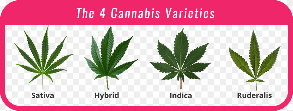 Cannabis Cannabis Hybrid, Leaf, Plant, Herbal, Herbs Png Image