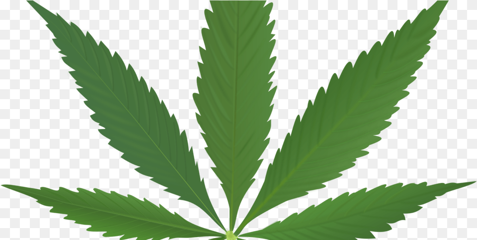 Cannabis Cannabis Leaf, Plant, Weed, Hemp Png Image