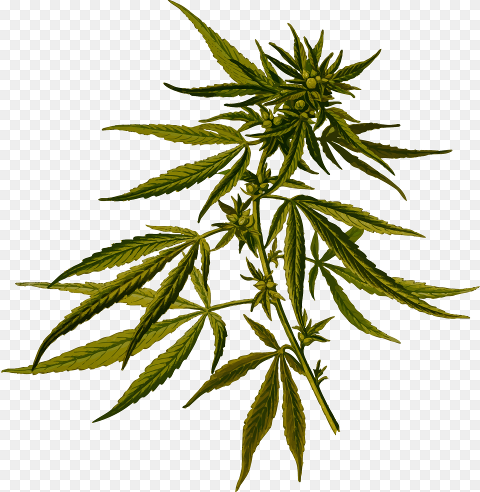 Cannabis Clip Arts Cannabis Sativa, Hemp, Leaf, Plant Free Png Download