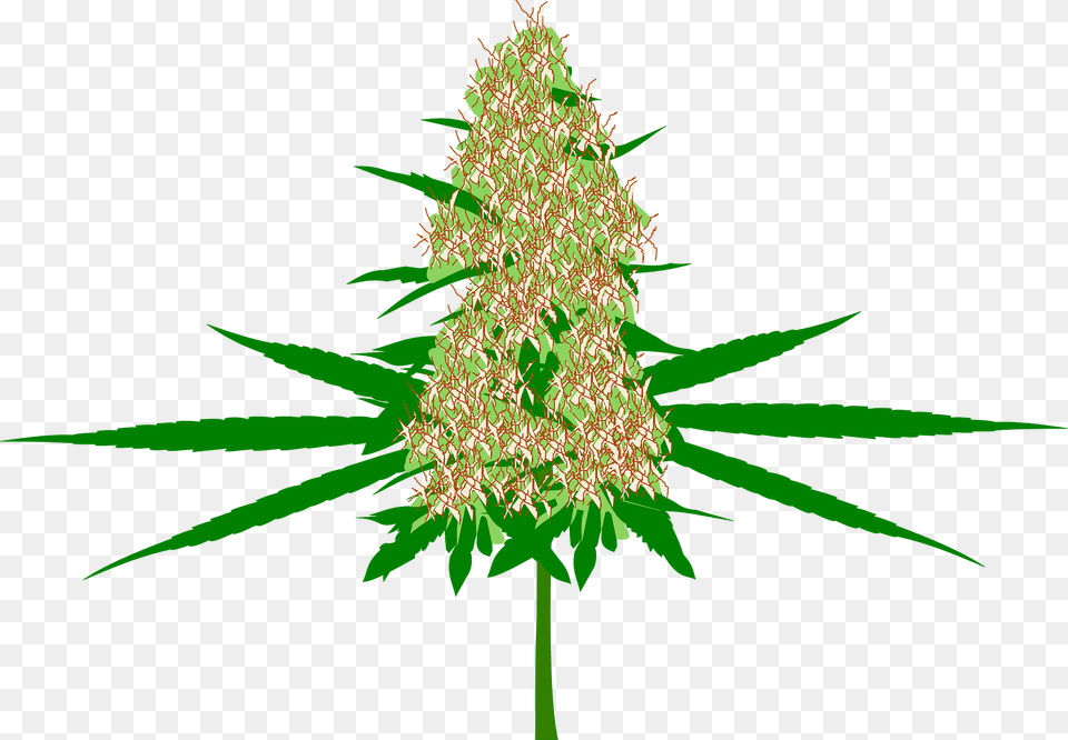 Cannabis Clipart, Plant, Christmas, Christmas Decorations, Festival Free Png Download