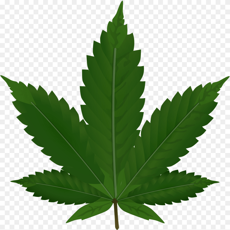 Cannabis Clipart, Leaf, Plant, Tree, Green Free Png Download