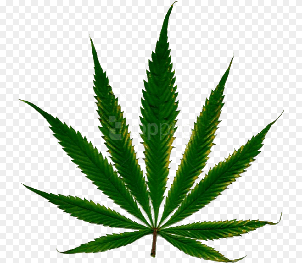 Cannabis Clipart Photo Images Daun Ganja, Leaf, Plant, Weed, Hemp Free Png