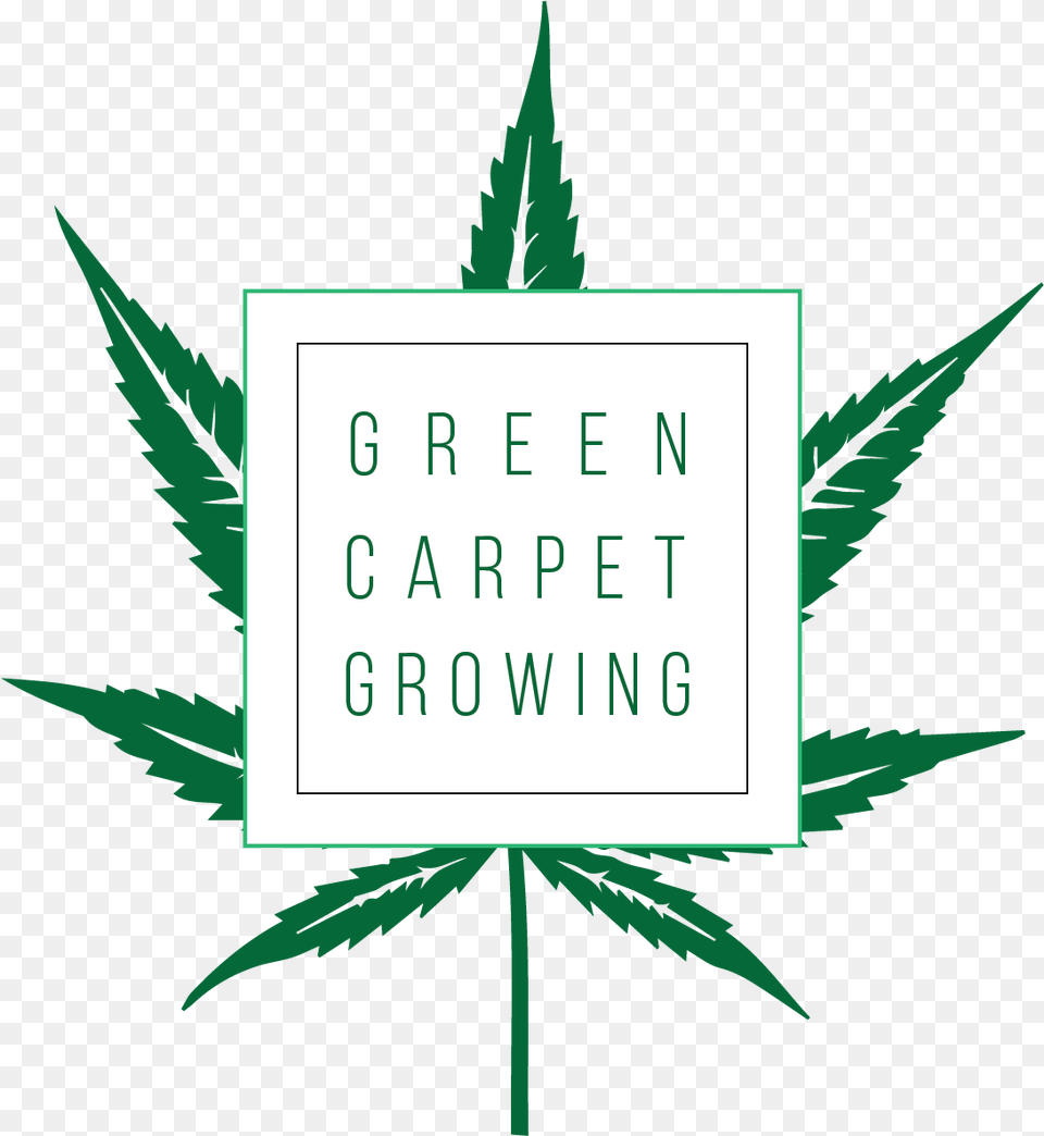 Cannabis Cultivation, Plant, Weed, Leaf Png Image