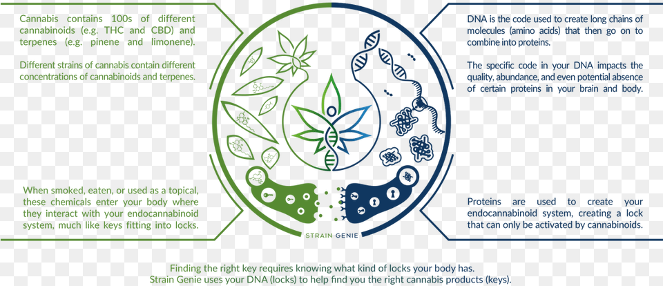 Cannabis Dna Png Image