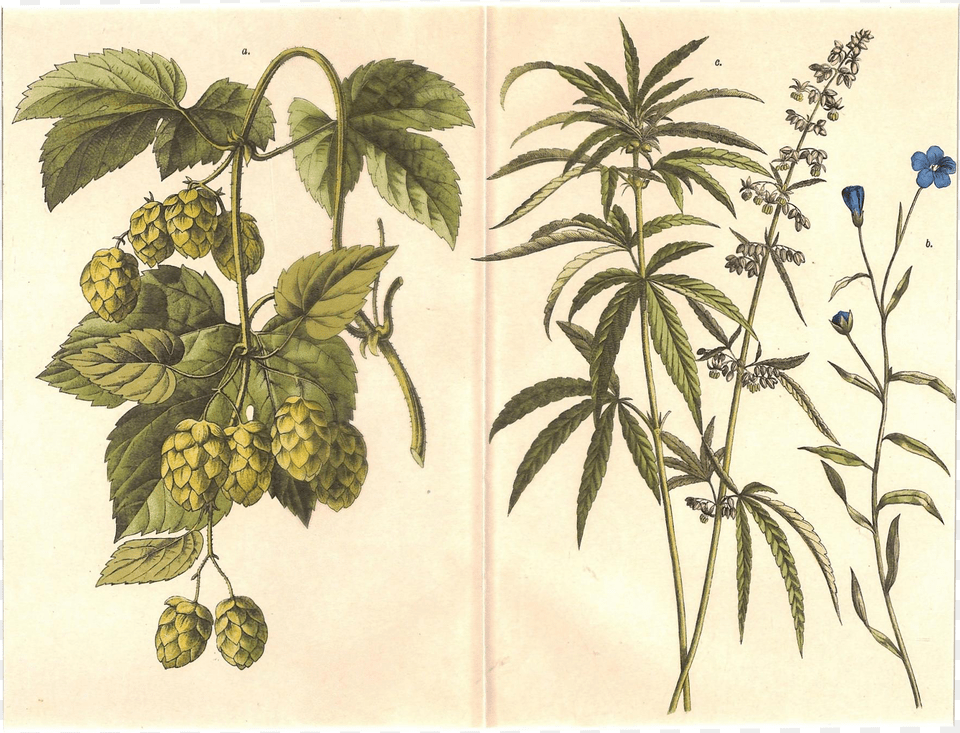 Cannabis Drawing Scientific Huge Freebie Hops And Hemp, Herbs, Plant, Herbal, Tree Free Png Download