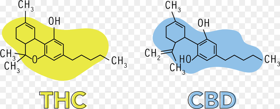 Cannabis Explained Cannabis Free Png Download