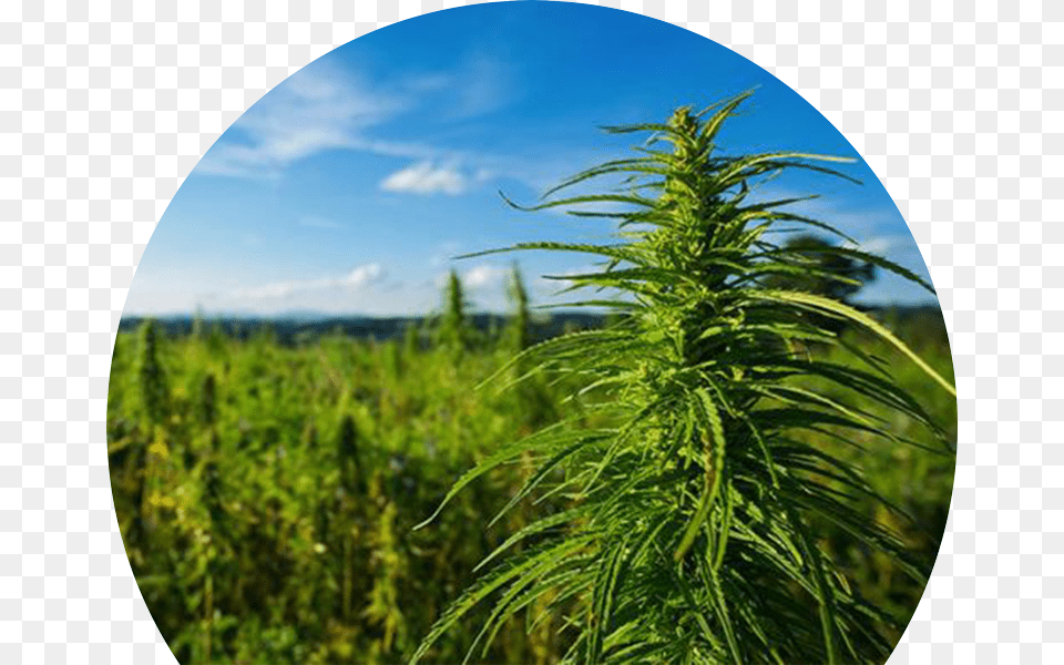 Cannabis Field, Grass, Hemp, Photography, Plant Free Transparent Png