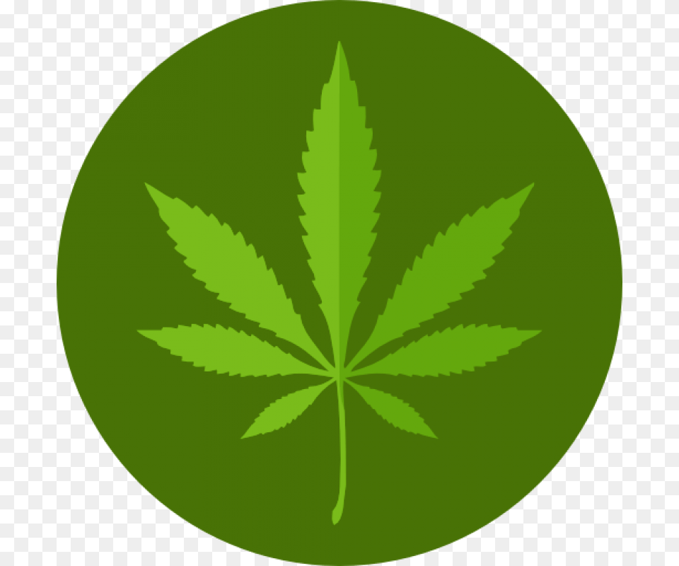 Cannabis Flat Marijuana Icon, Leaf, Plant, Weed, Green Png Image