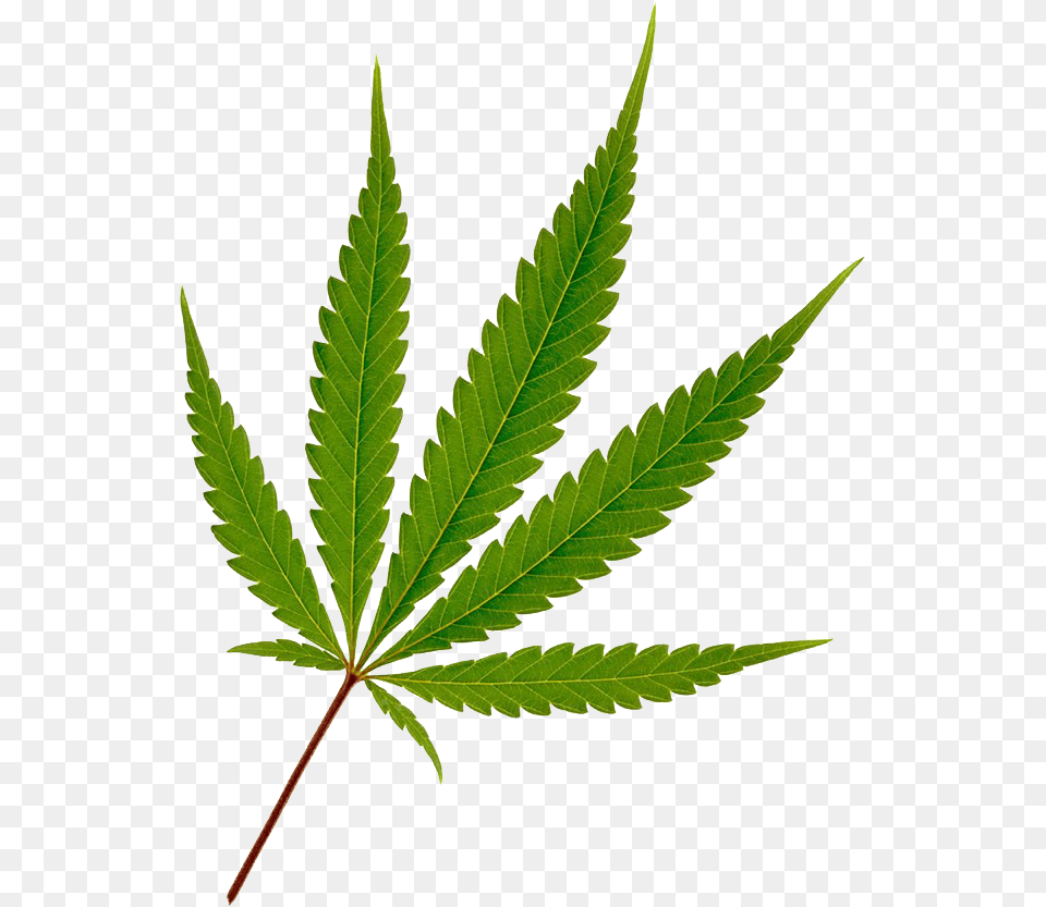 Cannabis Hemp Leaf Joint Weed Leaf, Plant Free Png Download