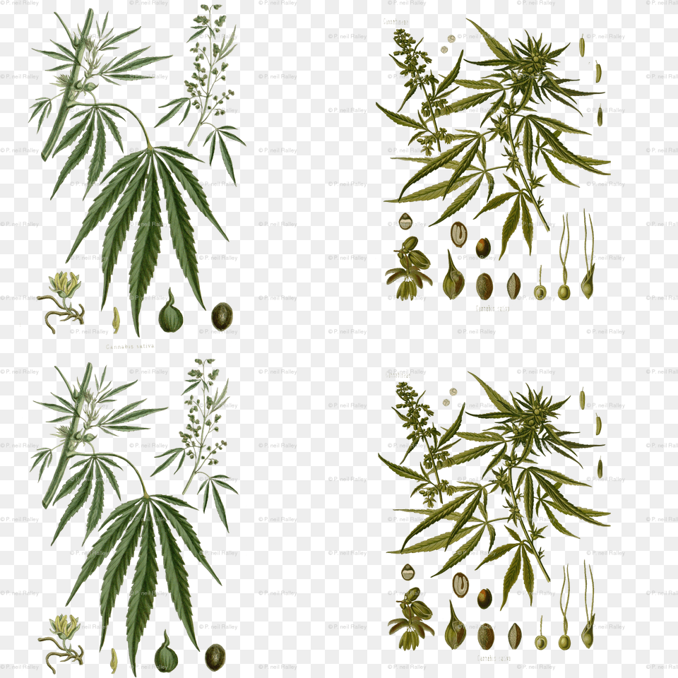 Cannabis Illustrations, Hemp, Plant, Vegetation Free Transparent Png