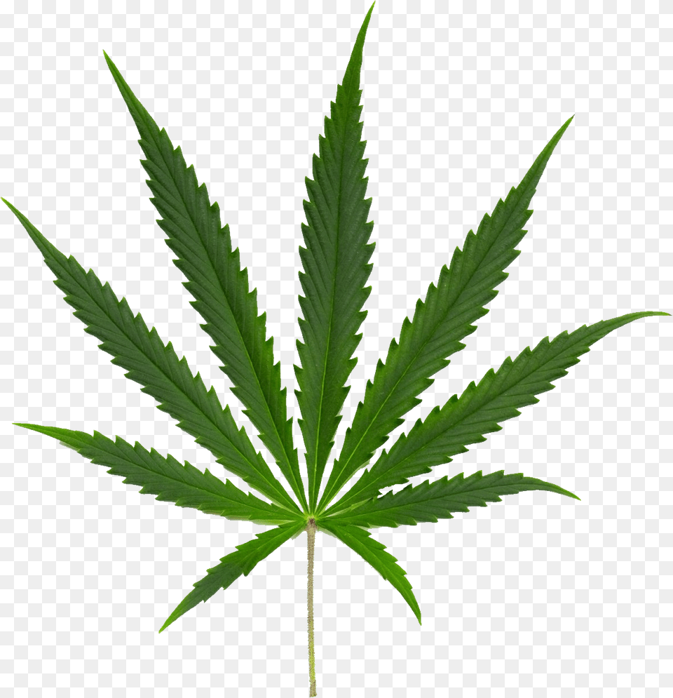 Cannabis Canabi Sativa, Leaf, Plant, Weed, Hemp Png Image