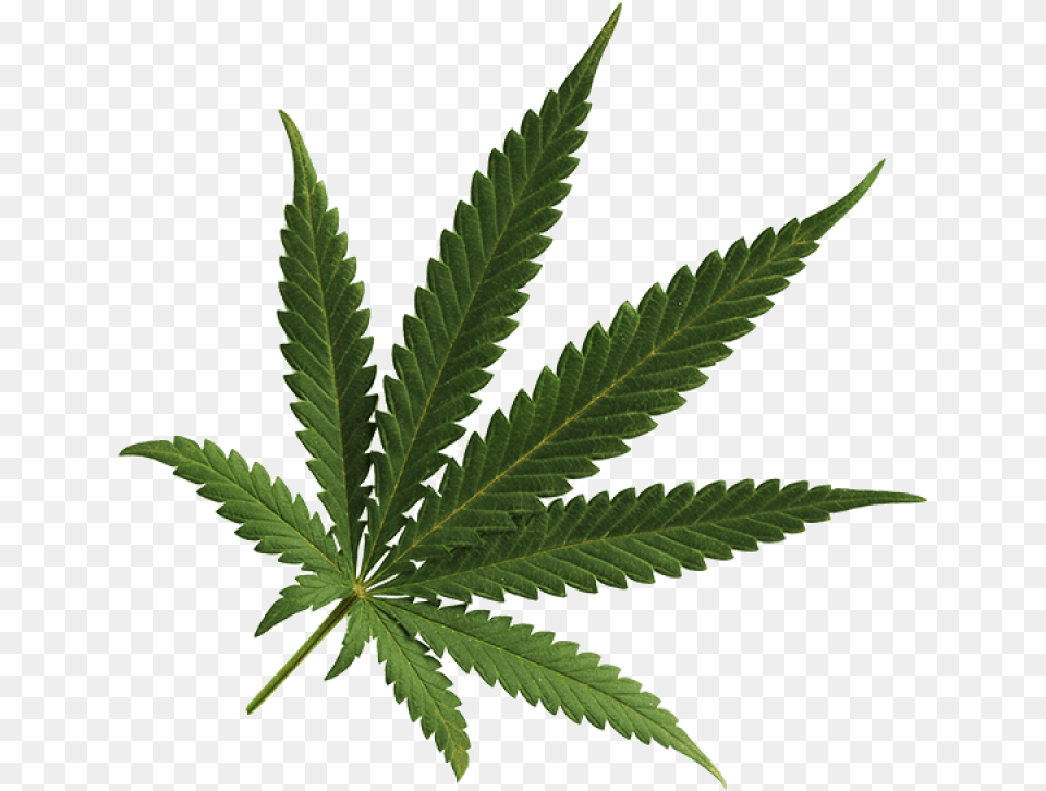 Cannabis Transparent Background Marijuana Leaf, Plant, Hemp, Weed Png Image