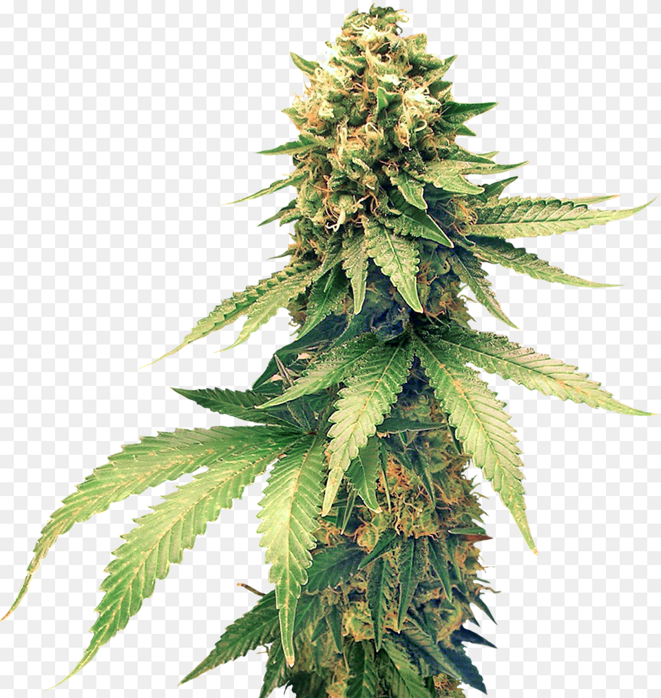 Cannabis Images Cannabis, Plant, Hemp, Leaf, Weed Free Transparent Png