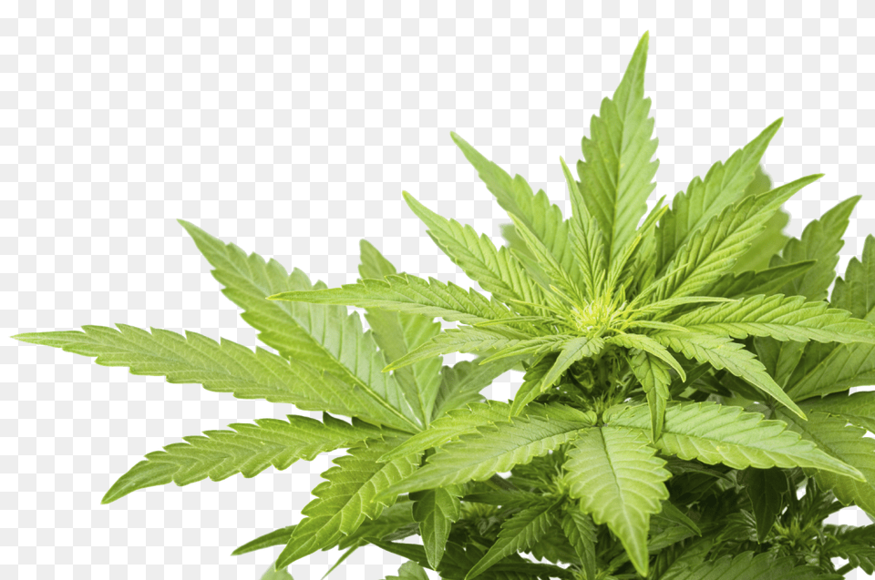 Cannabis Images Download Cannabis, Hemp, Leaf, Plant Free Transparent Png