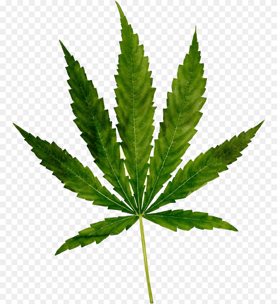 Cannabis Images Marijuana, Leaf, Plant, Hemp, Weed Free Png Download