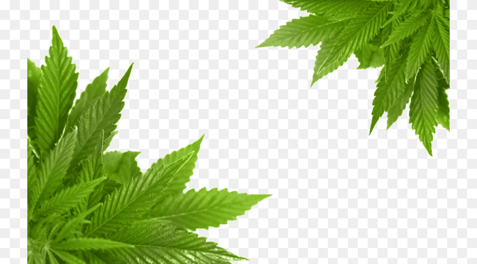 Cannabis Images Transparent Marijuana Frame, Leaf, Plant, Hemp, Weed Png